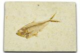 Detailed Fossil Fish (Diplomystus) - Wyoming #379492-1